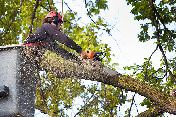 Reliable Mason, TX Tree Care  Solutions